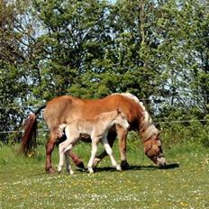 Haflinger Banditten