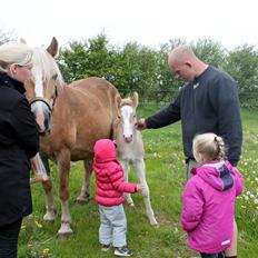 Haflinger Banditten