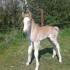Haflinger Banditten