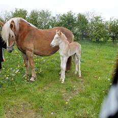 Haflinger Banditten