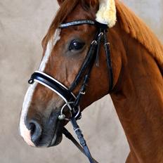 Anden særlig race Romeo<3