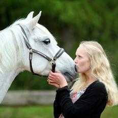 Welsh Pony (sec B) Lyngvejens Komet <3