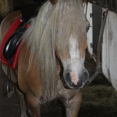 Haflinger Mille;-*