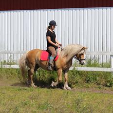 Haflinger Mille;-*
