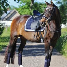 Anden særlig race After Eight´s Chanel / Mutte