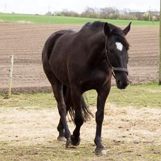 Oldenborg Castberg´s Superstar