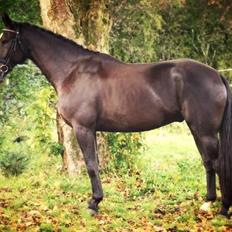 Oldenborg Castberg´s Superstar