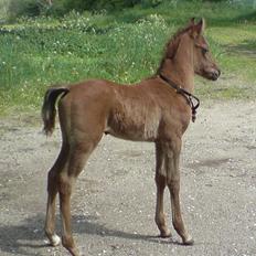 Arabisk fuldblod (OX) Malak
