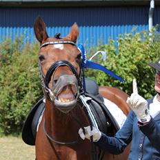 Welsh Partbred (Sec F) Bjirmen´s Maryse RSDH