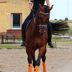 Dansk Varmblod Krogagers Cilla