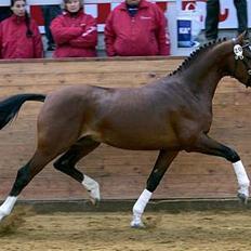 Hollandsk Sportspony Westminster Bailey
