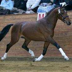 Hollandsk Sportspony Westminster Bailey