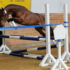 Hollandsk Sportspony Westminster Bailey