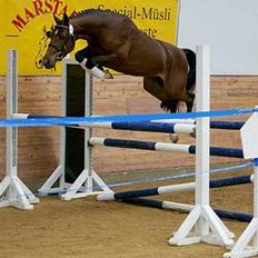 Hollandsk Sportspony Westminster Bailey