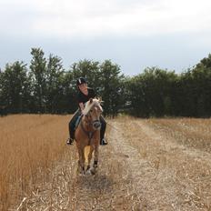 Haflinger Mille (Tidl. pony)