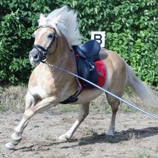 Haflinger Rowina