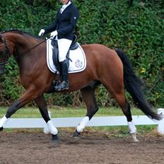 Dansk Varmblod 007 Lightfoot