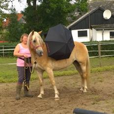 Haflinger Rowina