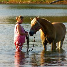 Haflinger Rowina