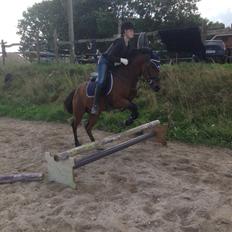 New Forest Kvægenbjergs Mark| Basse<3