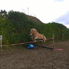 Haflinger Rowina