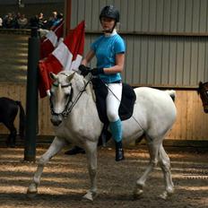 Welsh Pony (sec B) Lyngvejens Komet <3