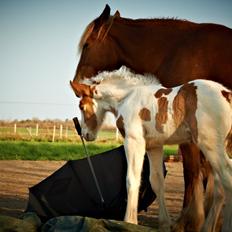 Irish Cob Dalsgaard´s Last Shadow