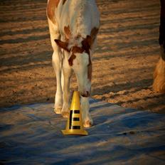 Irish Cob Dalsgaard´s Last Shadow