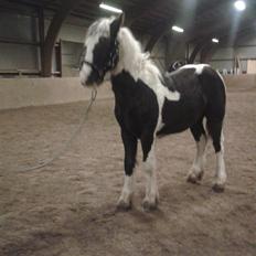 Tinker LindHolm SIR. Lancelot