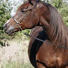 Arabisk fuldblod (OX) cesanta
