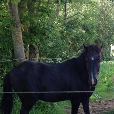 New Forest valentino AKA valle HIMMELHEST