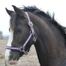 Anden særlig race Lady Guenevere