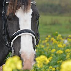 Anden særlig race Lady Guenevere