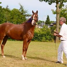 New Forest Beatrice