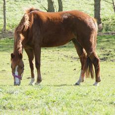 New Forest Beatrice