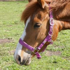 New Forest Beatrice