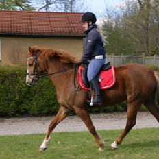 New Forest Beatrice