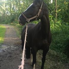 Dansk Varmblod Mosegårdens Midnight