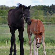 Welsh Pony af Cob-type (sec C) Harvest Ups A Dot