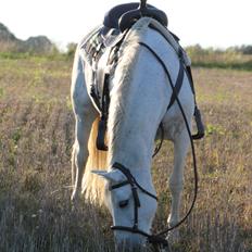 Anden særlig race My Silver Lady