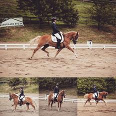 Anden særlig race Maggie Stensbæk | military A-PONY