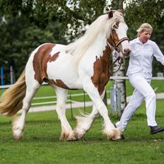 Irish Cob Dalsgaard´s Last Shadow