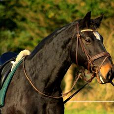 Oldenborg Bianca