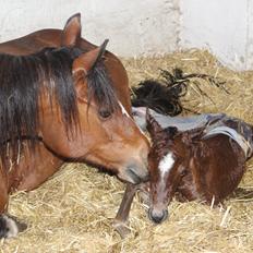 Anden særlig race Gandrups Starlight