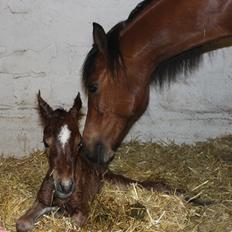 Anden særlig race Gandrups Starlight