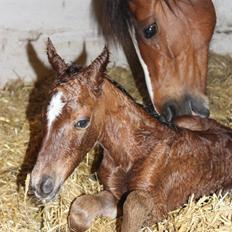 Anden særlig race Gandrups Starlight