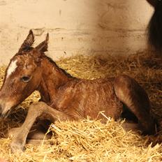 Anden særlig race Gandrups Starlight