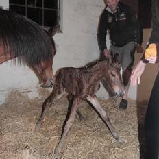 Anden særlig race Gandrups Starlight