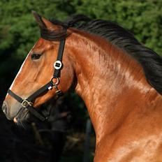 Irish Cob Crossbreed Mon ami