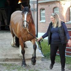 Irish Cob Crossbreed Mon ami